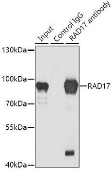 RAD17 Rabbit pAb