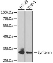 Syntenin Rabbit pAb