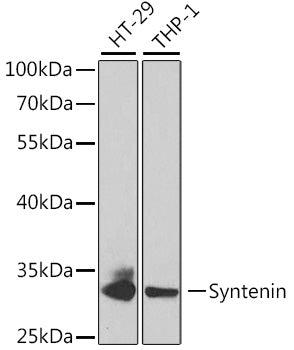 Syntenin Rabbit pAb