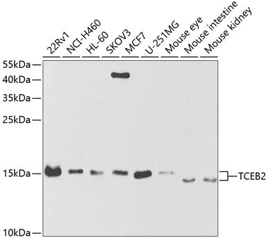 TCEB2 Rabbit pAb