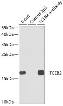 TCEB2 Rabbit pAb