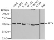 APTX Rabbit pAb