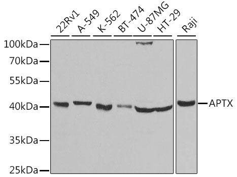 APTX Rabbit pAb
