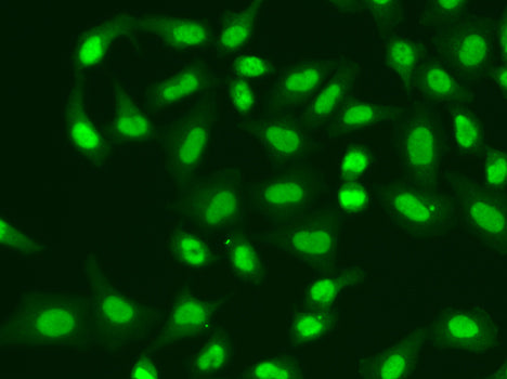 APTX Rabbit pAb