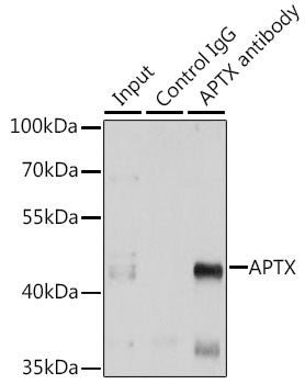 APTX Rabbit pAb