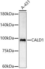 CALD1 Rabbit pAb