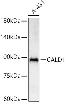 CALD1 Rabbit pAb