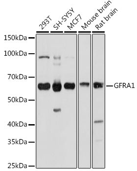 GFRA1 Rabbit pAb