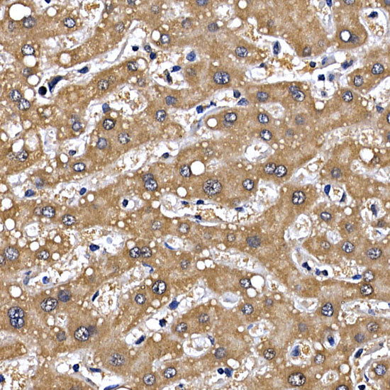 GFRA1 Rabbit pAb