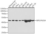 EBP1/PA2G4  Rabbit pAb