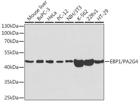 EBP1/PA2G4  Rabbit pAb