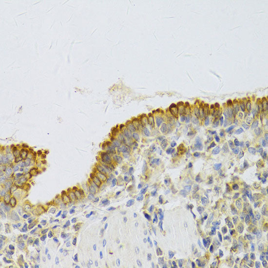 EBP1/PA2G4  Rabbit pAb