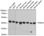 PSMC6 Rabbit pAb