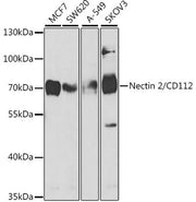 Nectin 2/CD112 Rabbit pAb