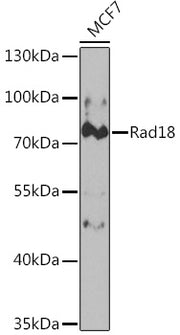 Rad18 Rabbit pAb