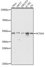 ACTL6A Rabbit pAb