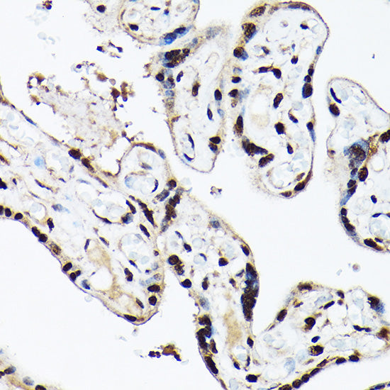 ACTL6A Rabbit pAb