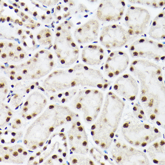 ACTL6A Rabbit pAb