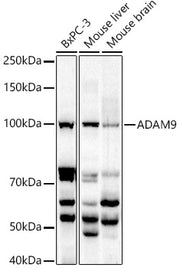 ADAM9 Rabbit pAb