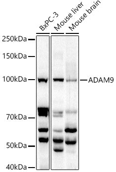 ADAM9 Rabbit pAb