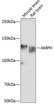 AMPH Rabbit pAb