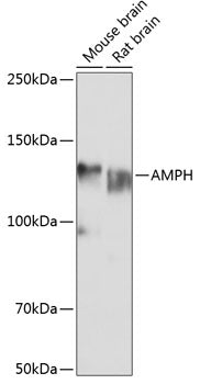 AMPH Rabbit pAb