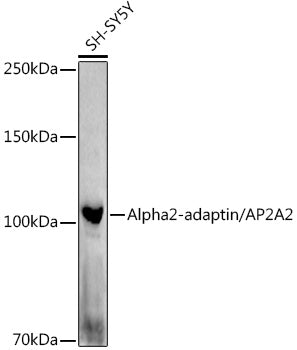 Alpha2-adaptin/AP2A2 Rabbit pAb