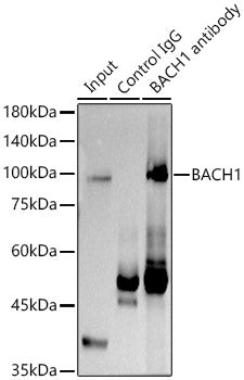 BACH1 Rabbit pAb