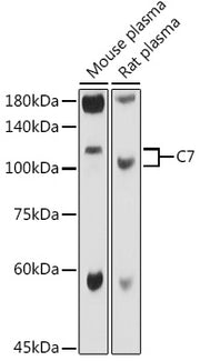 C7 Rabbit pAb
