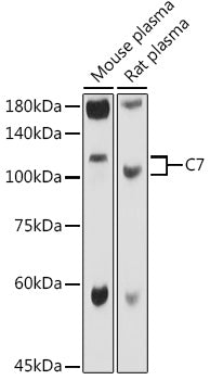 C7 Rabbit pAb