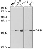 CYB5A Rabbit pAb