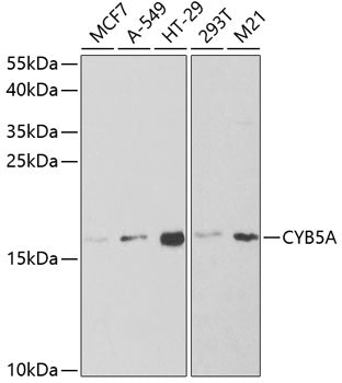 CYB5A Rabbit pAb