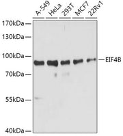 EIF4B Rabbit pAb