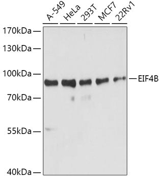 EIF4B Rabbit pAb