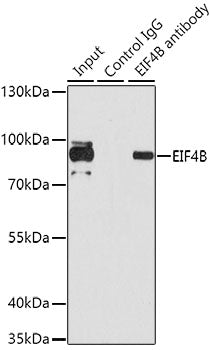 EIF4B Rabbit pAb