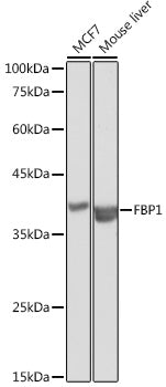 FBP1 Rabbit pAb