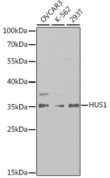 HUS1 Rabbit pAb