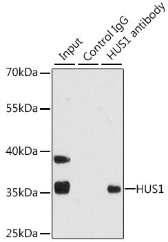 HUS1 Rabbit pAb