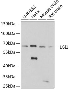 LGI1 Rabbit pAb