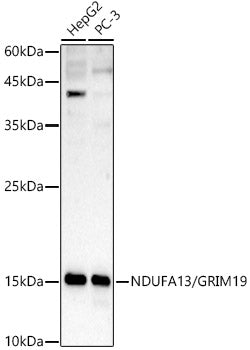 [KD Validated] NDUFA13/GRIM19 Rabbit pAb
