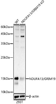 [KD Validated] NDUFA13/GRIM19 Rabbit pAb