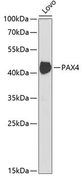 PAX4 Rabbit pAb