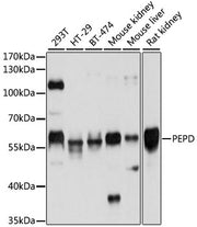 PEPD Rabbit pAb