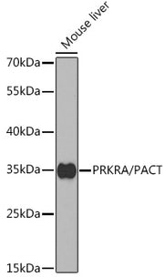 PRKRA/PACT Rabbit pAb