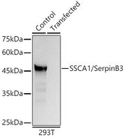 SSCA1/SerpinB3 Rabbit pAb