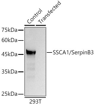 SSCA1/SerpinB3 Rabbit pAb