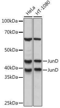 JunD Rabbit mAb