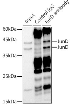 JunD Rabbit mAb