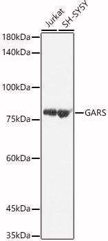 [KO Validated] GARS Rabbit pAb