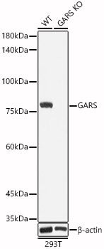 [KO Validated] GARS Rabbit pAb